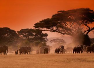 Технологии меняют финансы и экономику в Африке