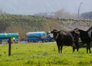 Fonterra продаст в Китае молочные фермы за $368 млн.