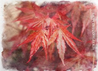 Maple Finance привлекает $1,4 млн для платформы DeFi