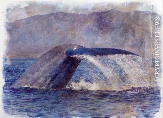 После взлома Roll, социальные токены падают на 50%