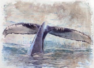 Whale и Rally доминируют на сцене социальных токенов