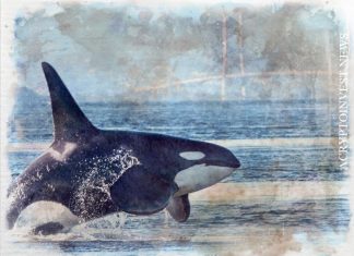 DEX Orca, основанная в Solana, привлекает $18 млн