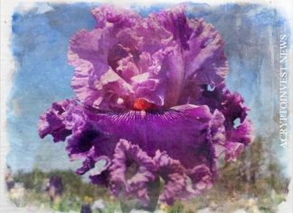 Майнер Iris Energy: IPO будет стоить от $25 до $27 за акцию