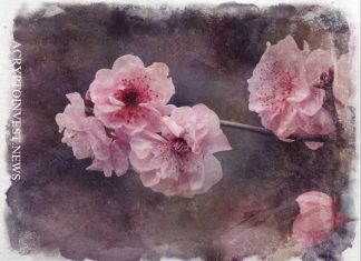 Kakao покупает 50% японской биржи Sakura Exchange