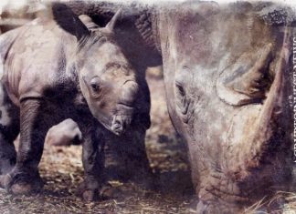 Игровой стартап Untamed Planet привлекает $24 млн