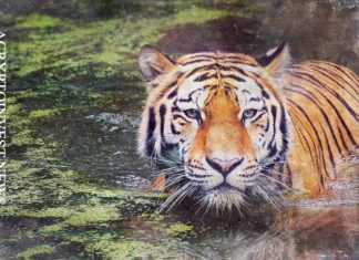 Tiger Global ищет $6 млрд для техно-инвестиций Tiger Global